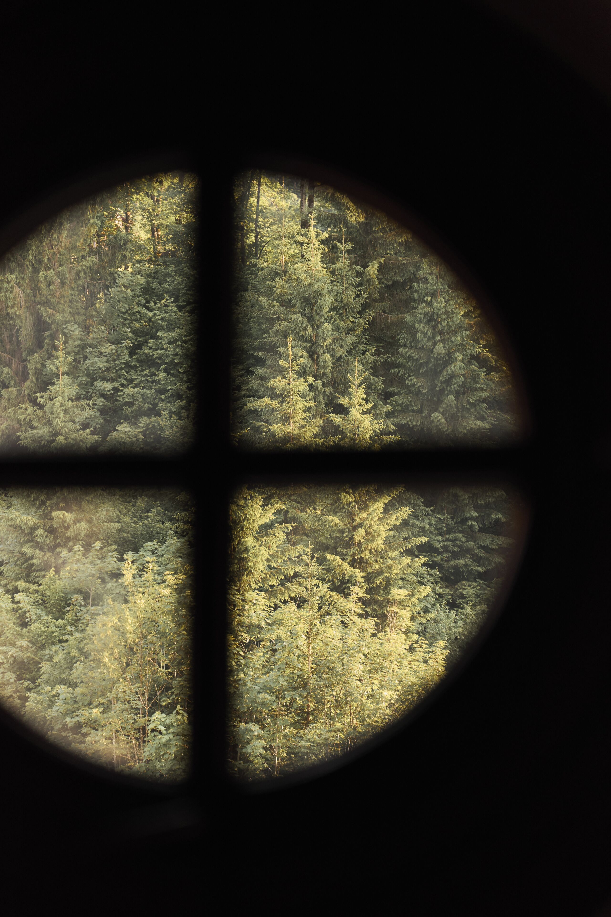A circular window with a crosshair view of a dense forest.