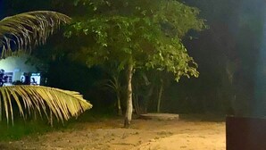 A tree in a well-lit outdoor area with a sandy ground, possibly a garden or courtyard. - Neralu Garden Yala  (Tissamaharama)