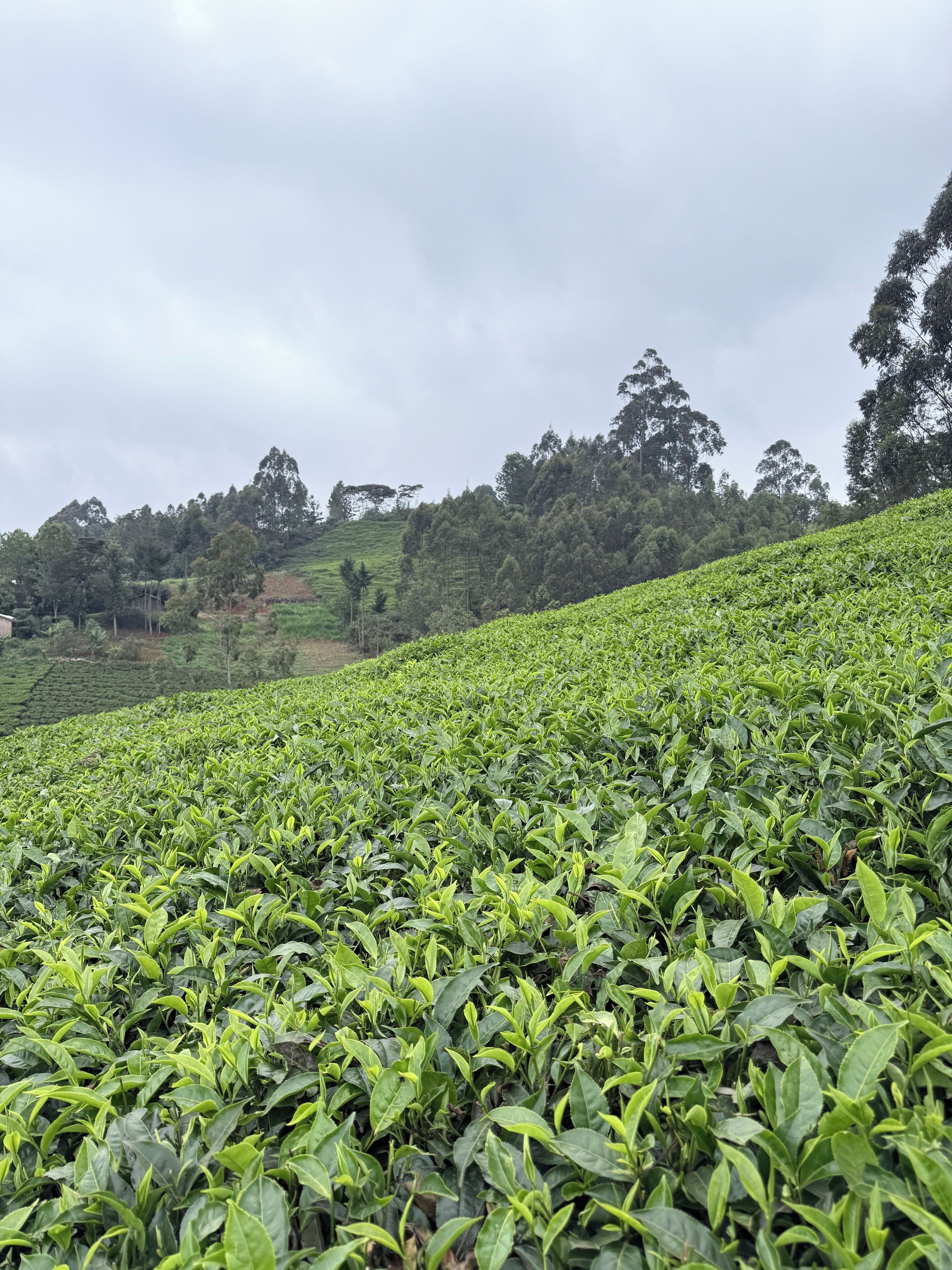 A lush tea plantation with rows of tea plants.