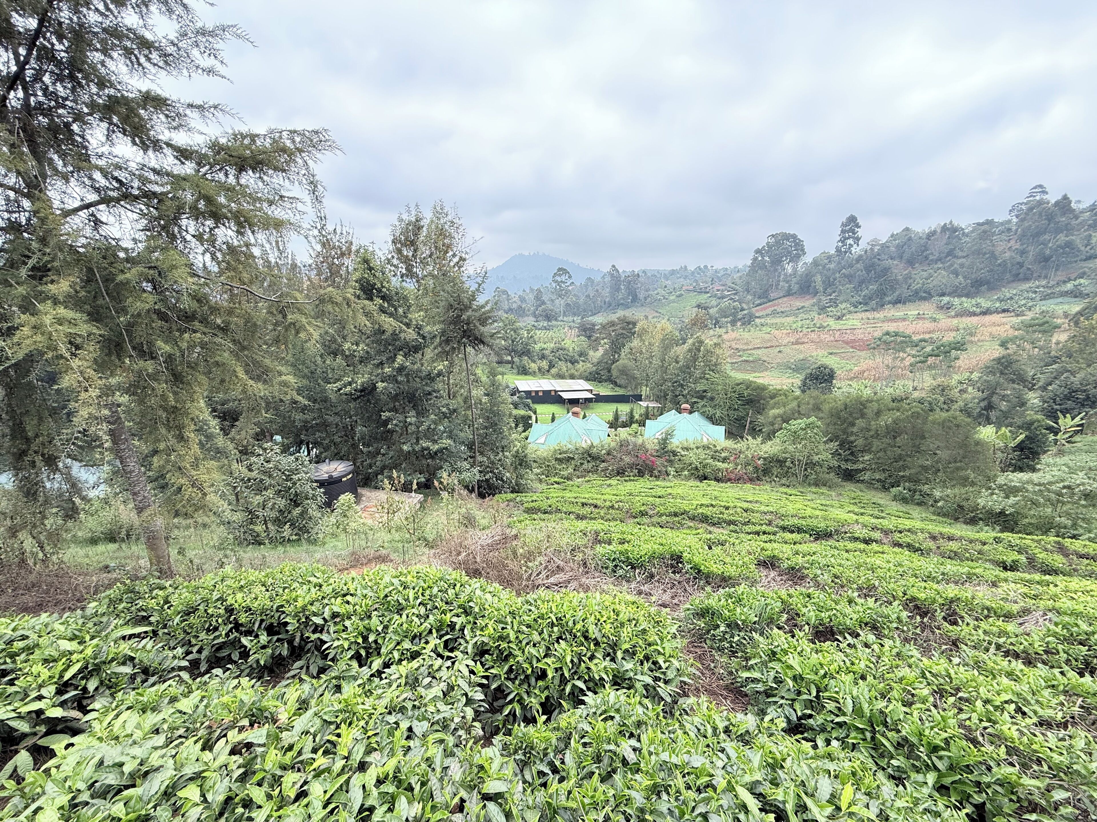A tea plantation with rows of tea plants and a few buildings in the background.