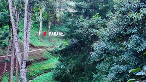 Un exuberante jardín con un banco de madera y una mesa de picnic, rodeado de abundante follaje y un pequeño arroyo.
