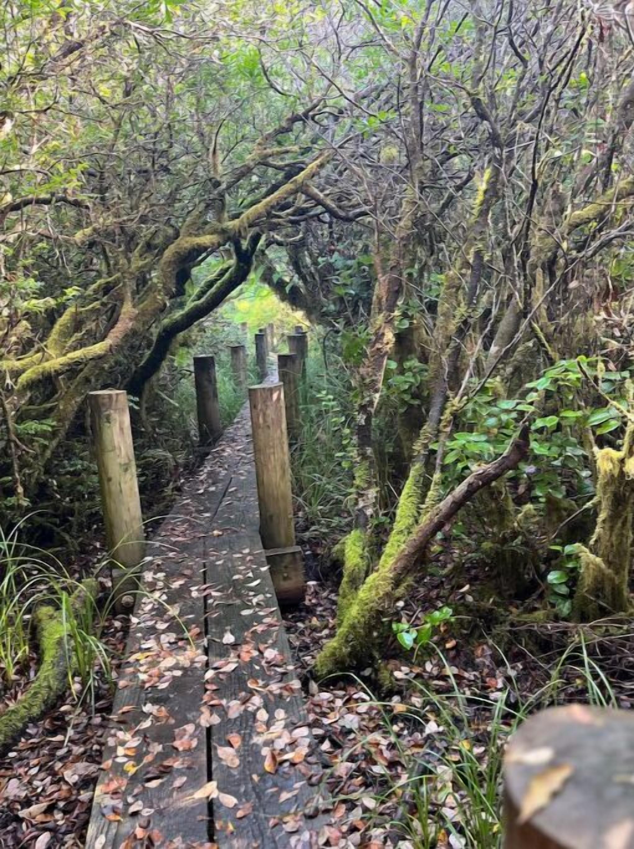 A wooden bridge surrounded by dense foliage and moss-covered trees.