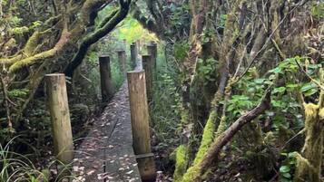 A wooden bridge surrounded by dense foliage and moss-covered trees.