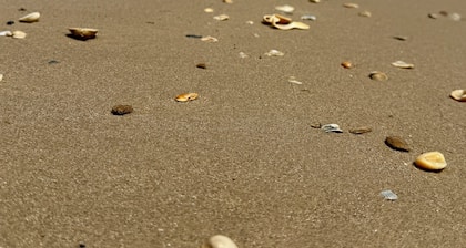 "The Lazy Coconut," a family and pet-friendly home in beach walking distance.