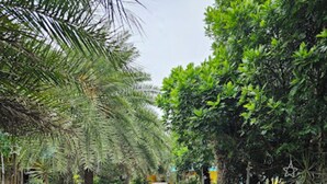 Un chemin pavé, bordé de plantes en pot et d’arbres, qui mène à une construction située au loin.