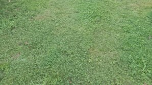 Une zone herbeuse avec un étang et quelques arbres.
