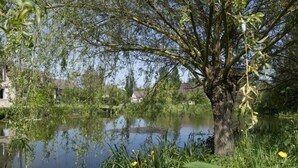 Un paysage paisible au bord d’un lac, avec un grand arbre au premier plan, une étendue d’eau calme et des maisons en arrière-plan.