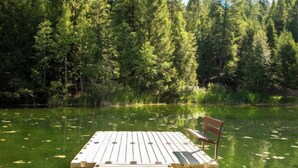 A wooden dock extending into a lake surrounded by dense forest. - New! Spruce Nest Cabin - Alpine Skiing | Community Pool and Hot Tub (Whitefish)