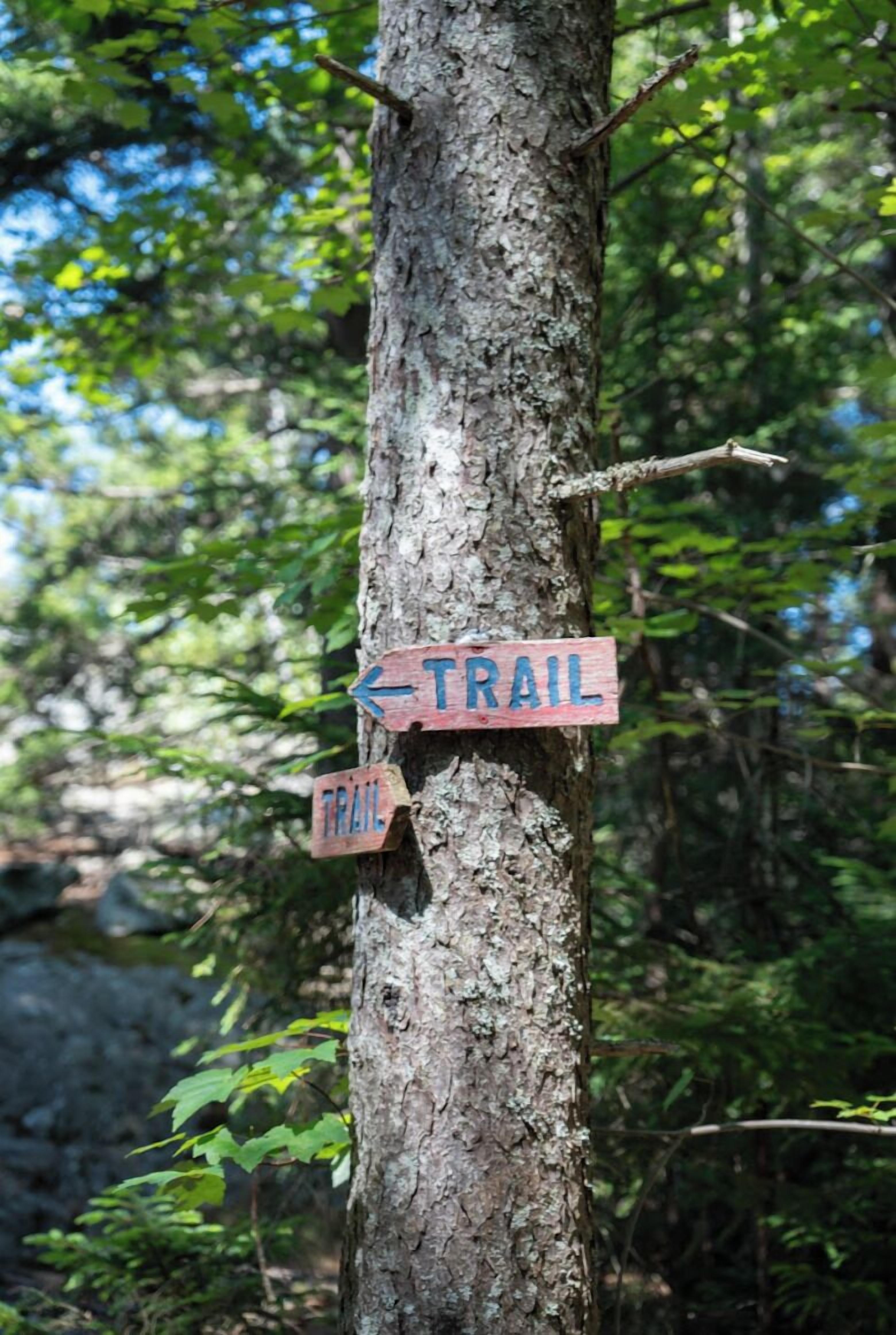 A tree with two signs indicating a trail direction.