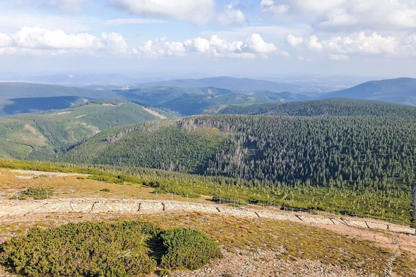 Baum, Strauch, Wohngebiet, Lärche, Bergstation, Vorort, Bergdorf, Immergrün