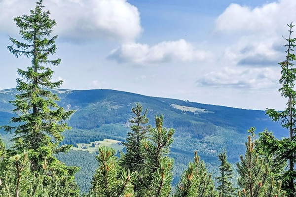 Baum, Grün, Natürlichen Umgebung, Wald, Wildnis, Hochland, Lärche, Bergstation, Gehölz