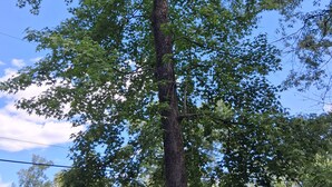 Un árbol alto con follaje tupido contra un cielo despejado.