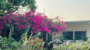 Ein Garten mit leuchtend rosa Bougainvillea-Blüten vor einem Gebäude mit großen Fenstern.