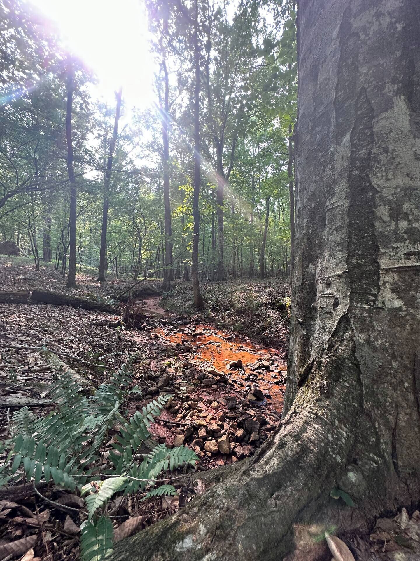 Une forêt avec un ruisseau, des arbres et une souche d’arbre tombée.