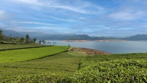 A panoramic view of a tea plantation with terraced fields and a large body of water in the background.