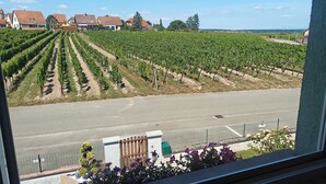 A vineyard with rows of grapevines, a road in the foreground, and houses in the background.
