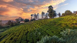 Una plantación de té con hileras de arbustos de té y algunos árboles al fondo.