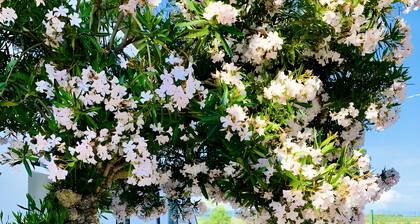 Appartamenti Podere San Sebastiano