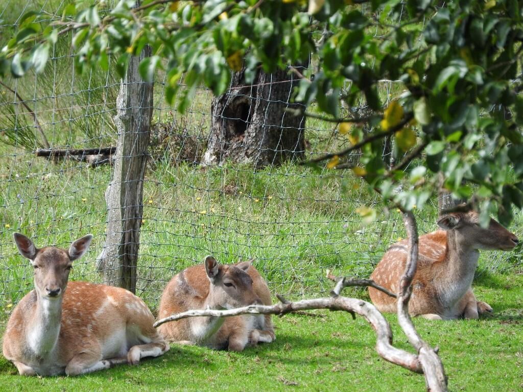 A fenced area with three deer resting on the grass.