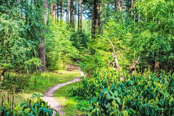 Feuille, Vert, Environnement Naturel, Arbre, La Nature, Paysage Naturel, Végétation, Bois, Forêt