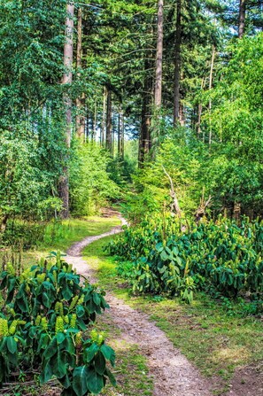 Terrain de l’hébergement 