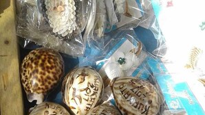 A wooden crate filled with various seashells and conch shells, some with printed text. - Hotel Kuakata Inn (Kuakata)