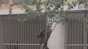 Un árbol con un tronco retorcido y escasa vegetación frente a un edificio con ventanas protegidas por barrotes y una puerta visible con el rótulo 