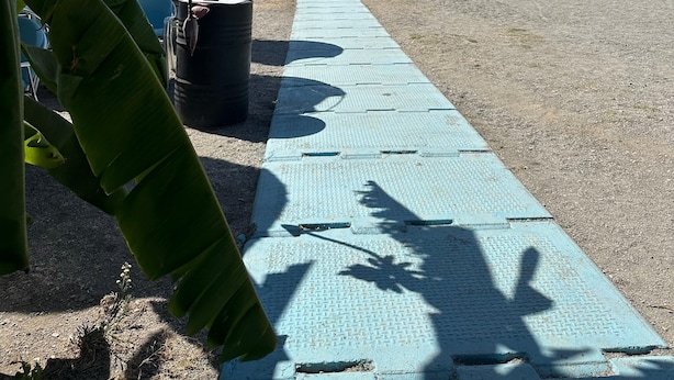 Ein Strand mit befestigtem Weg, Sonnenschirmen und einer Reetdachkonstruktion.