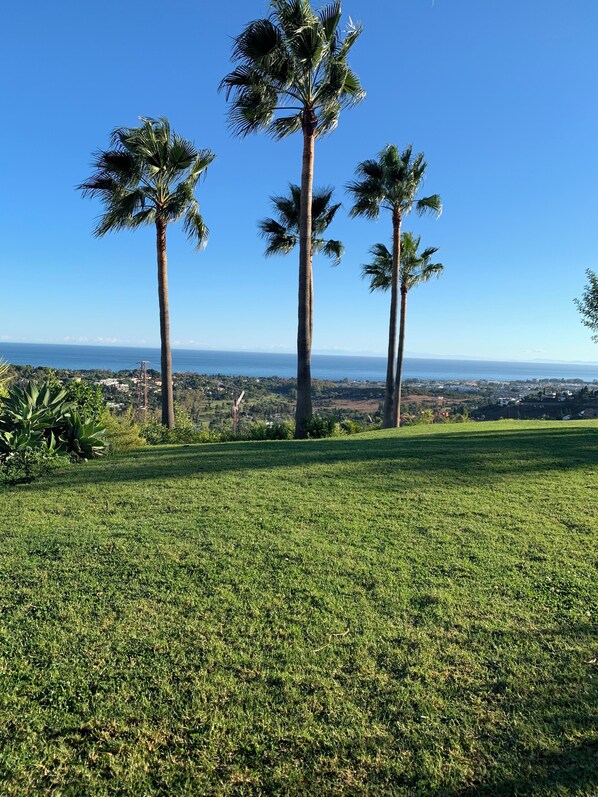 A grassy area with three palm trees and a view of the ocean.