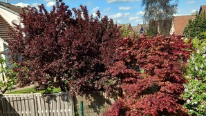 A garden with raised beds, a wooden fence, and a variety of plants. - Vacation home Kleine Einkehr - comfortable & quiet in Waren (Müritz), with balcony (Waren (Müritz))