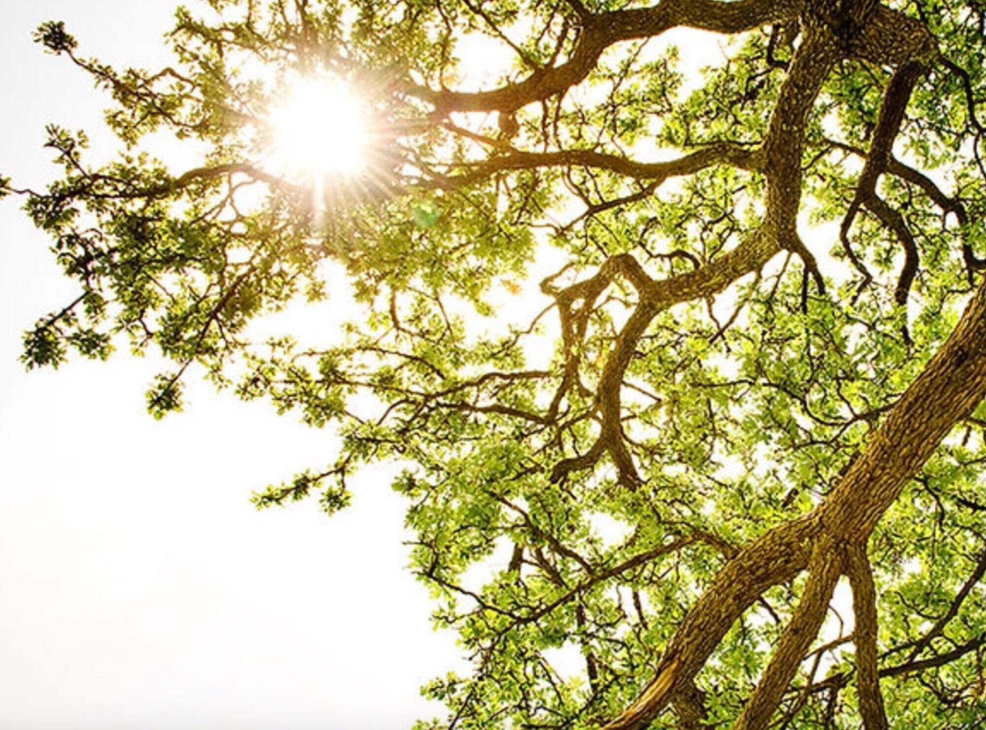 A tree with sunlight filtering through its leaves.