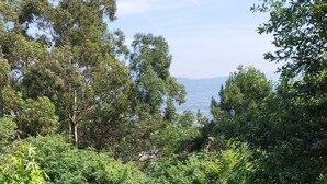 Un jardin luxuriant, avec une grande variété d’arbres et d’arbustes, un sentier en pierre et un parasol blanc.