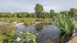 Een vijver met waterlelies en koi karpers, omringd door weelderige begroeiing en bomen.