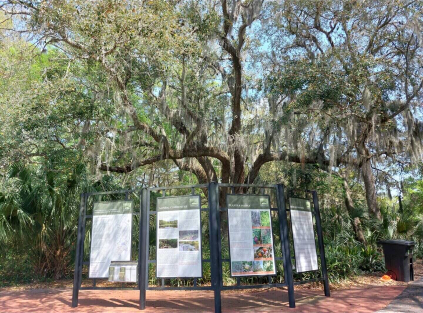 A natural area with a large tree covered in Spanish moss and informational signs.