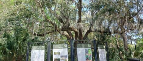 A natural area with a large tree covered in Spanish moss and informational signs.
