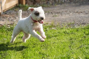 Animaux de compagnie acceptés