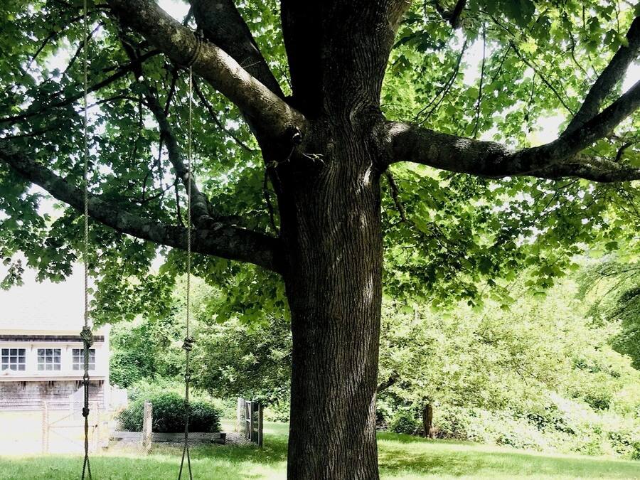 Un gran árbol con un columpio y un cartel que dice "MEADOW" frente a un edificio.