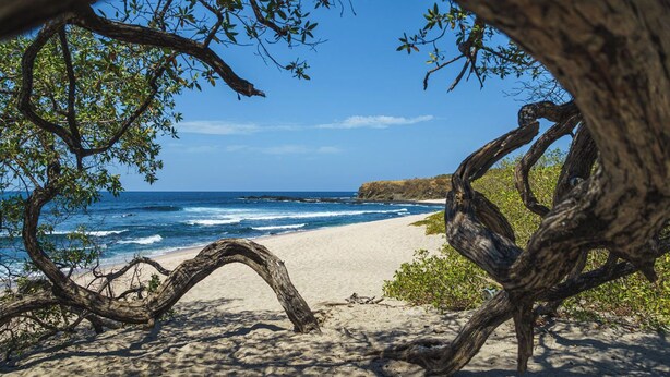 Escena de playa con un árbol grande al frente y el océano al fondo.