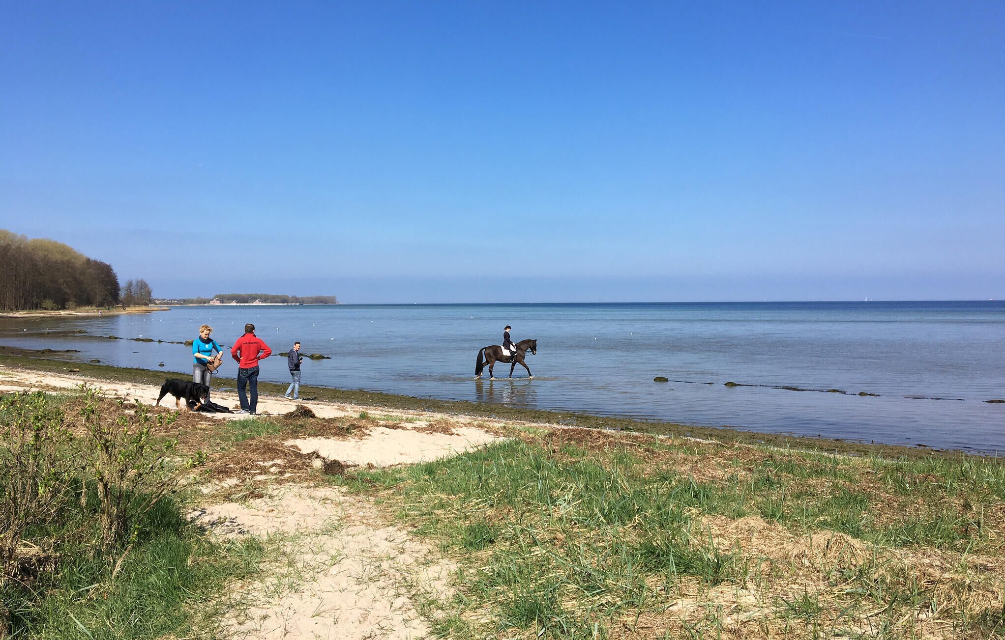 En strand med en häst och en ryttare, en hund och två personer som står på sanden.