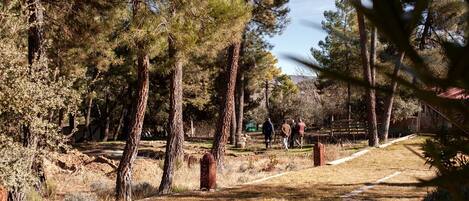 A forested area with a dirt path, tall trees, and a wooden fence.