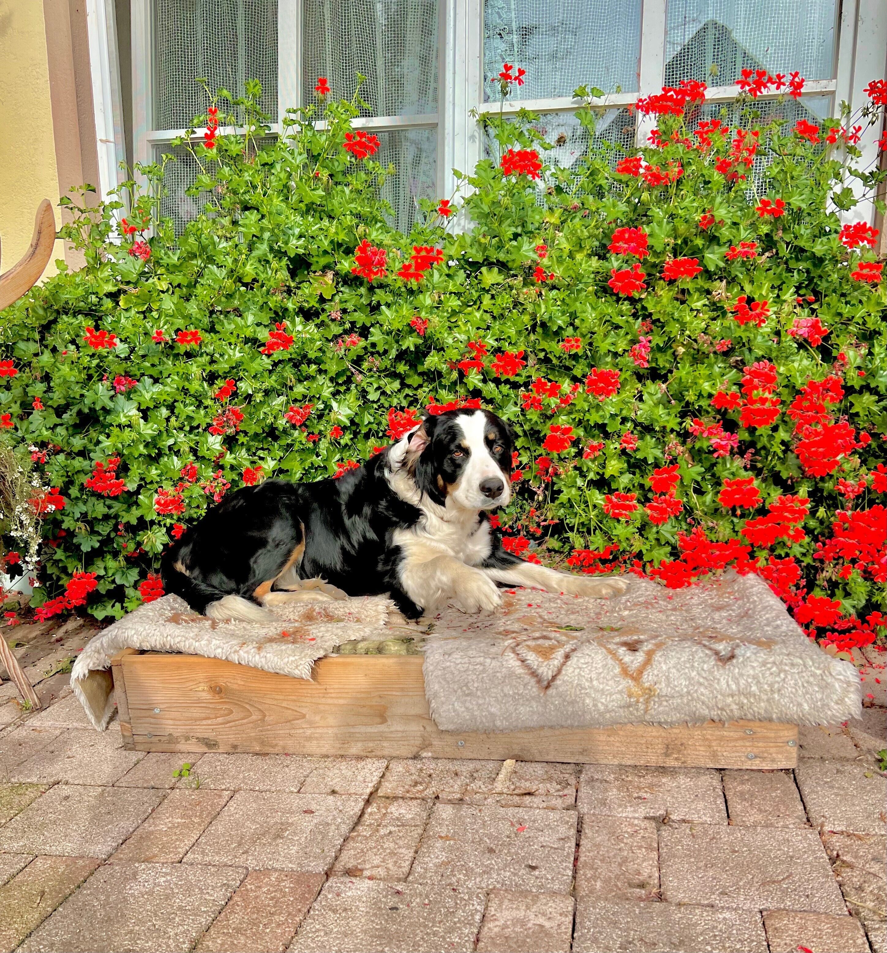 A dog resting on a wooden bench with a red flower bed in the background.
