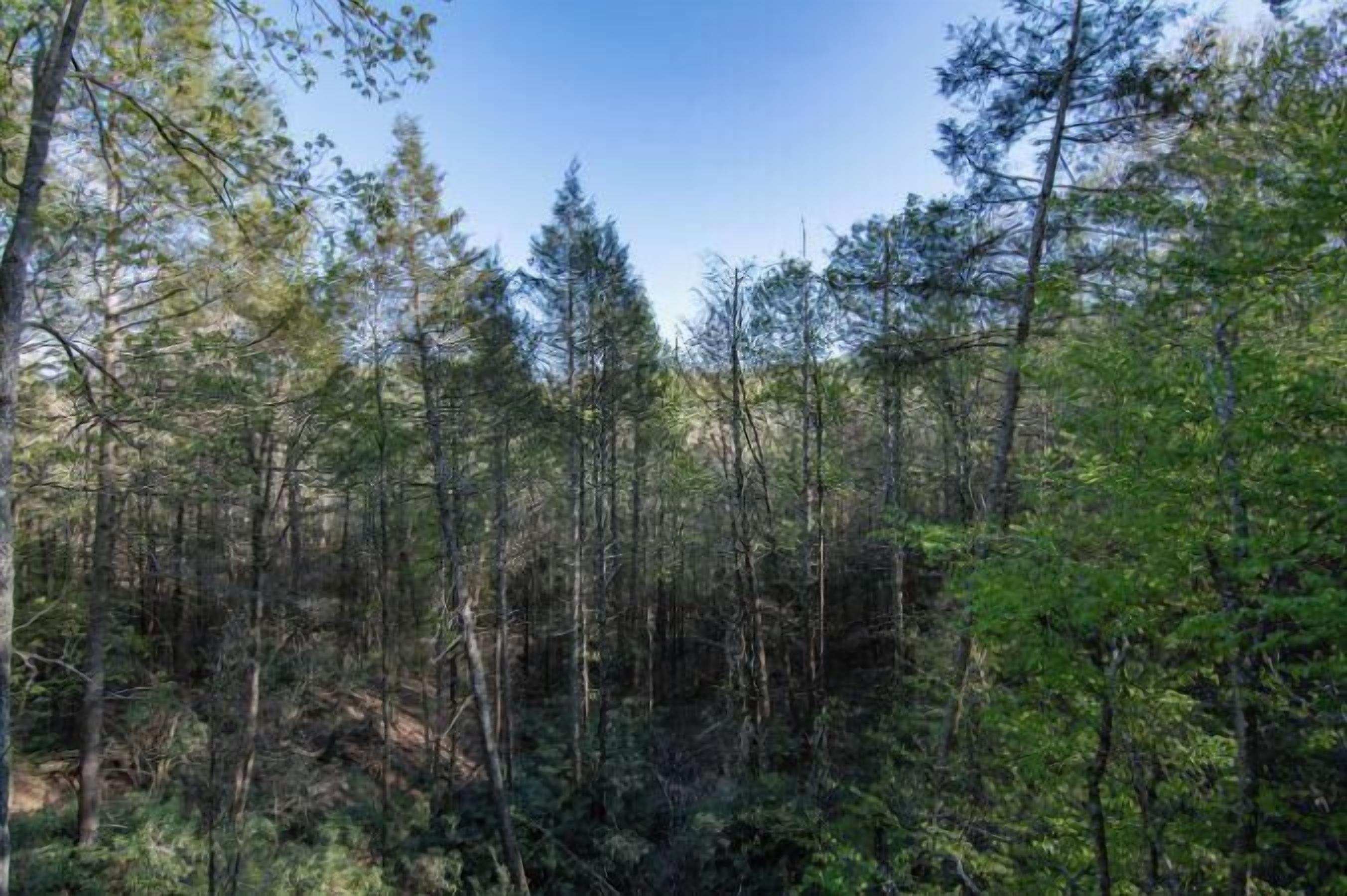 Een dicht bos met hoge bomen en struikgewas.