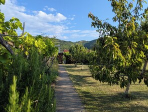 Uma trilha no meio do vinhedo leva a um edifício com telhado vermelho, cercado por vegetação exuberante e colinas ao fundo.