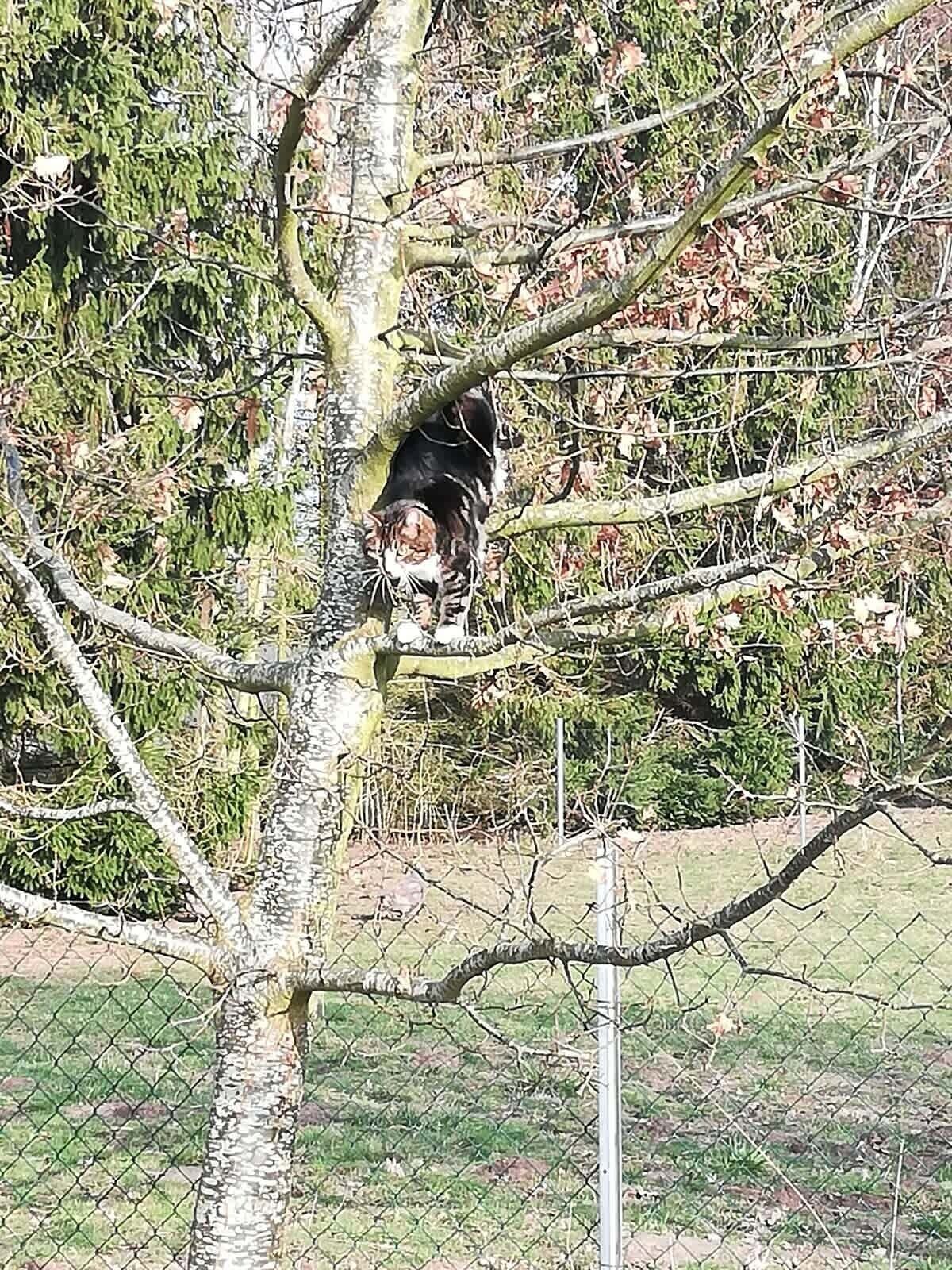 Un albero con un gatto seduto su un ramo.