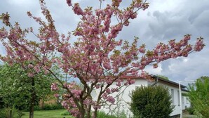 A residential area with a flowering tree in front of a house.