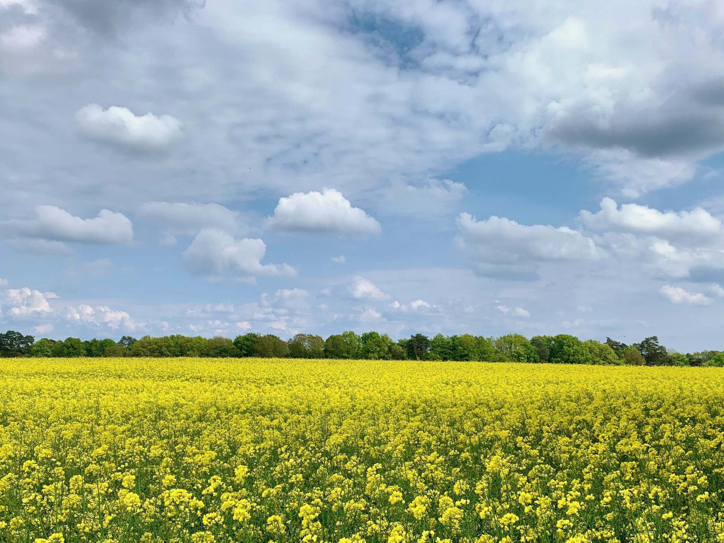 Un campo di fiori gialli sotto un cielo parzialmente nuvoloso.