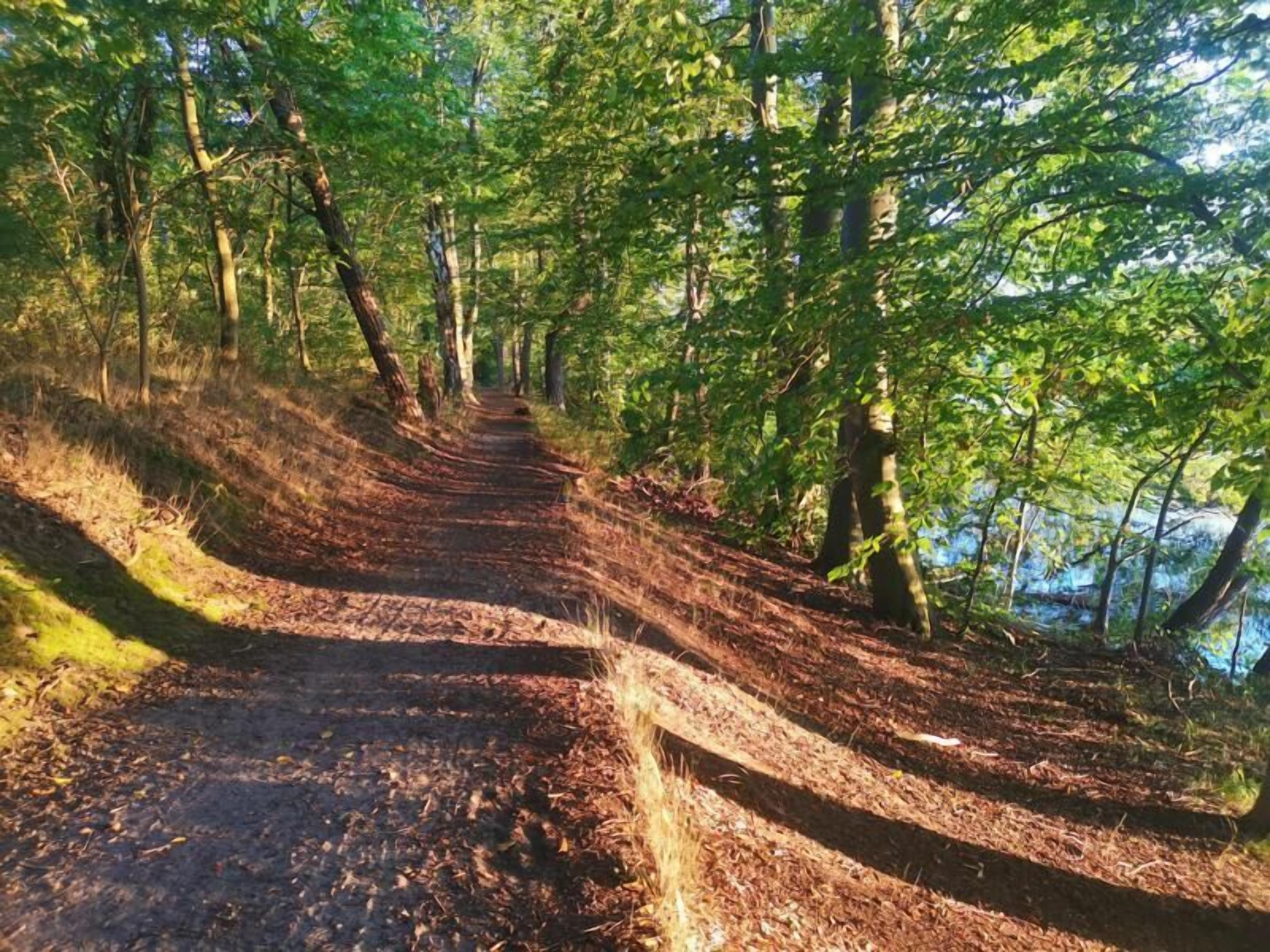 A forested path leading to a body of water.