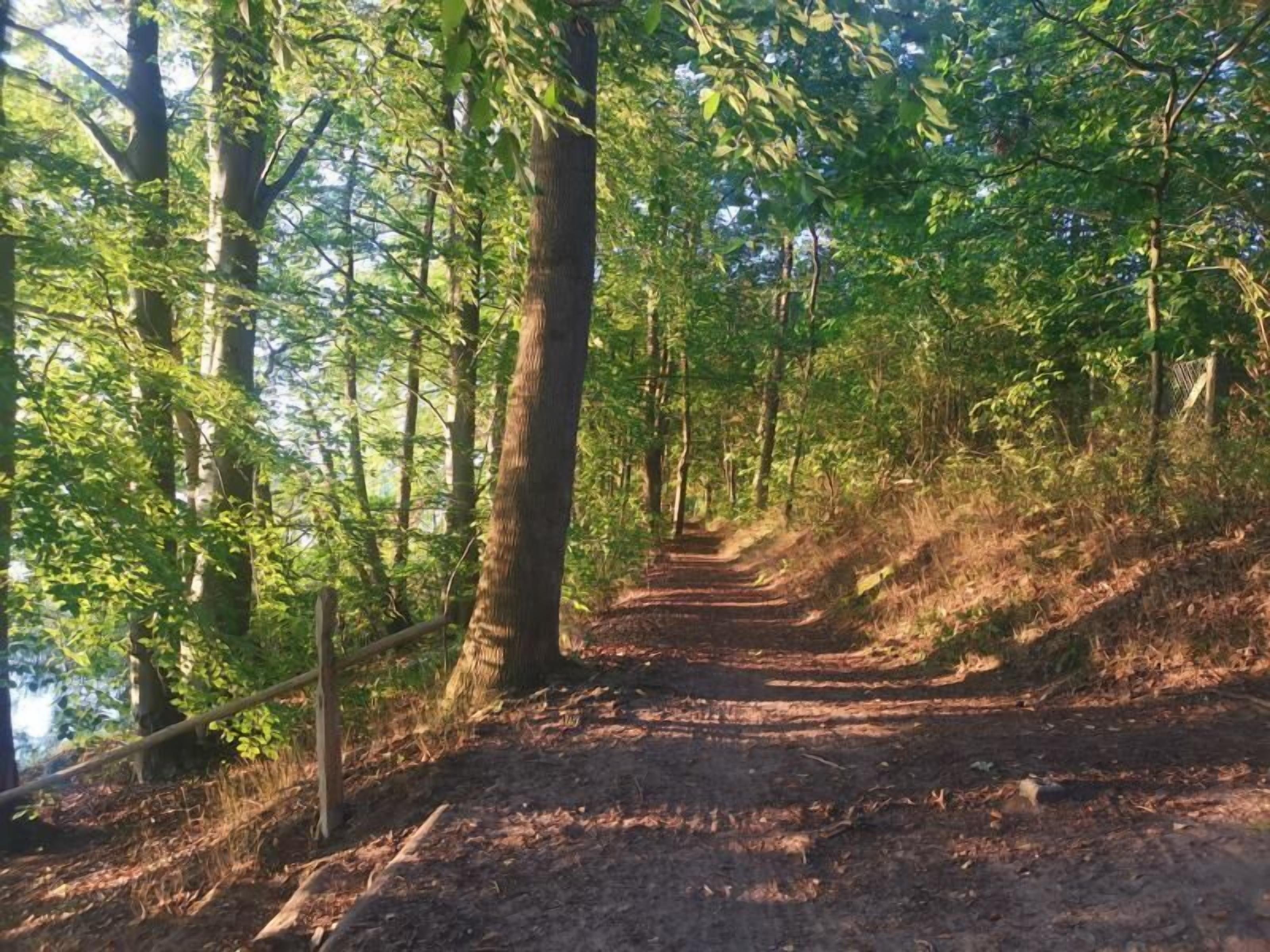 A forested path with a wooden railing, surrounded by trees and natural light.
