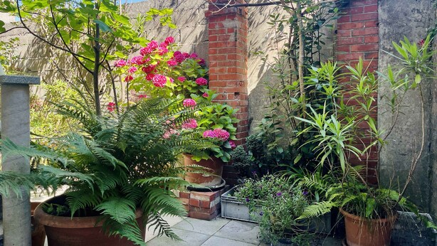 Un jardín con plantas en macetas y un muro de ladrillo.