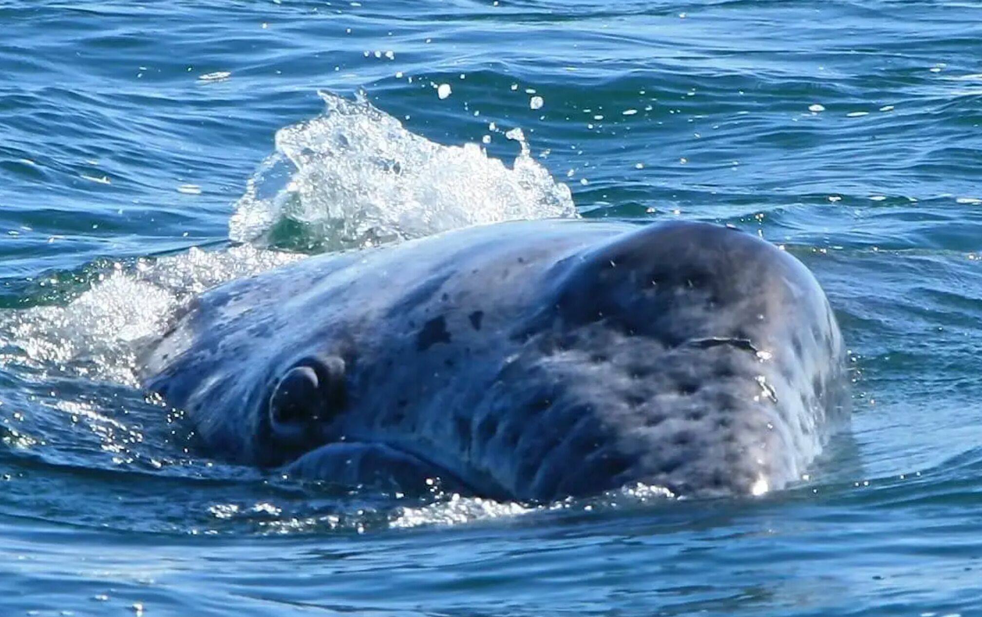 A whale breaching the water's surface.